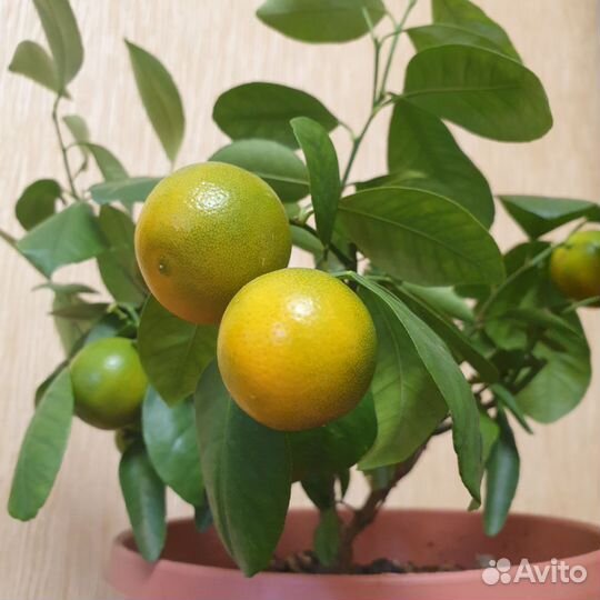 Продам мандариновое дерево