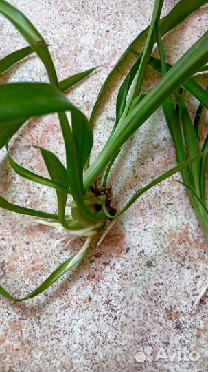 Хлорофитум