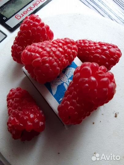 Саженцы малины