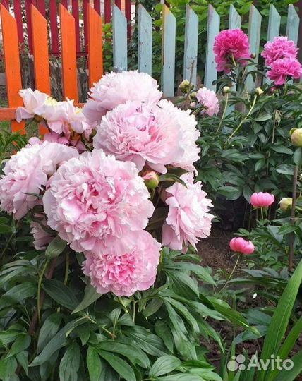 Корни пионов на осень