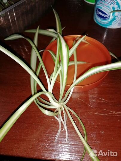 Хлорофитум