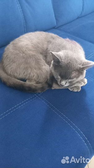 Котик