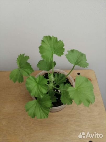 Комнатные цветы пеларгония королевская