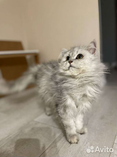 Шотладский кот