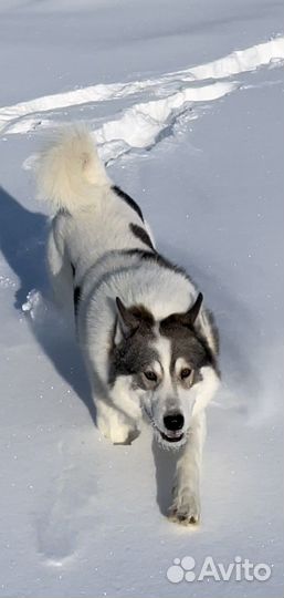 Щенки от рабочих охотничьих всл