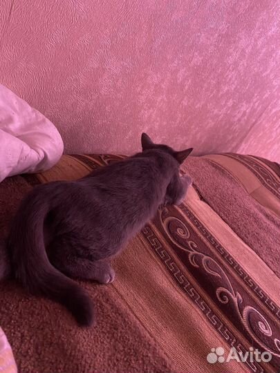 Отдам кошечку в добрые руки