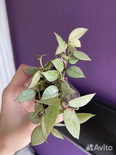 Хойя супер эскимо