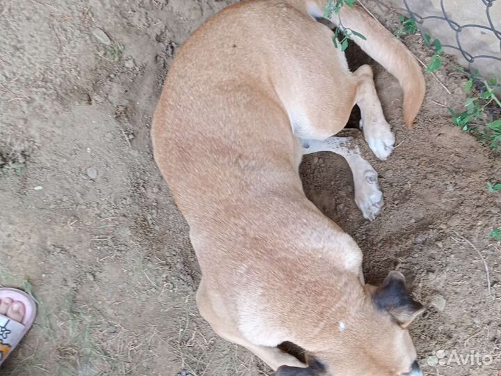 Собака в добрые руки отдам бесплатно