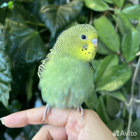 Птенцы волнистый попугай (девочка)