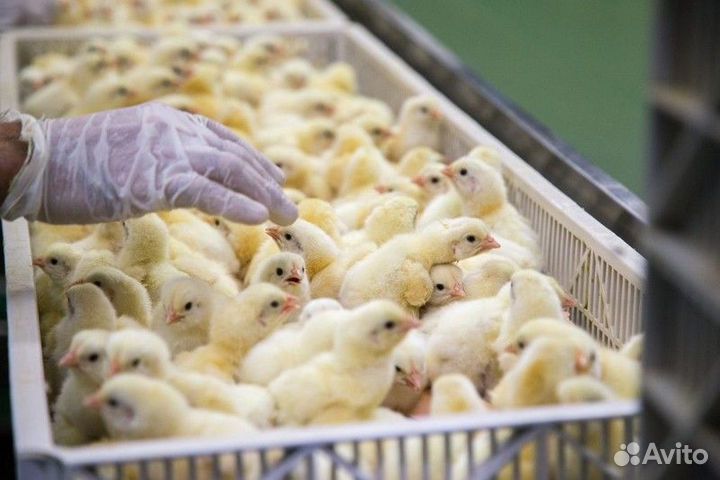 Бройлеры, голошейки, утята, гусята и др. дом.птица