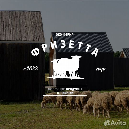 Овечье молоко