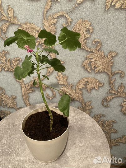 Цветы домашние в горшках