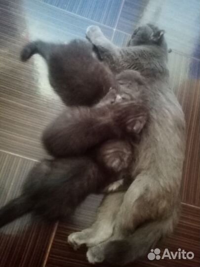 Шотландские котодетки