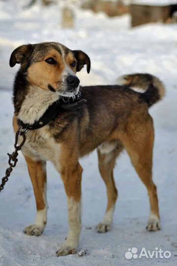 В добрые руки