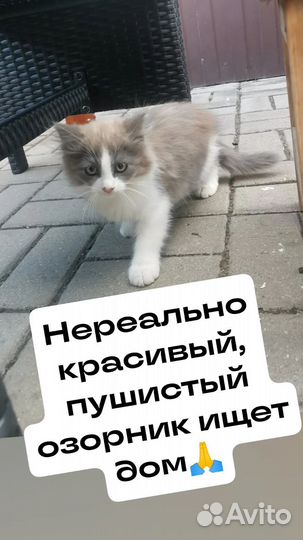 Персидская
