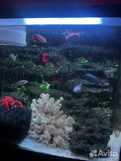 Рыбки цихлиды