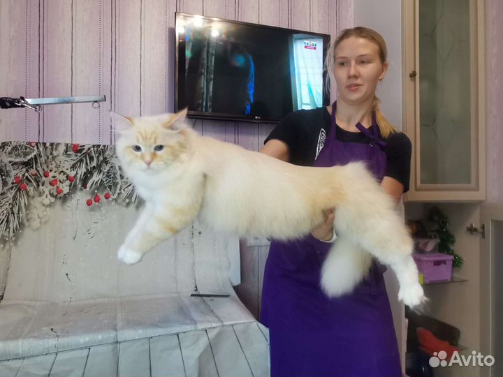 Груминг кошек