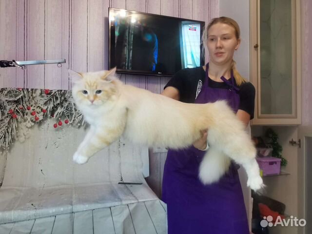 Груминг кошек