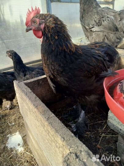 Куры петухи