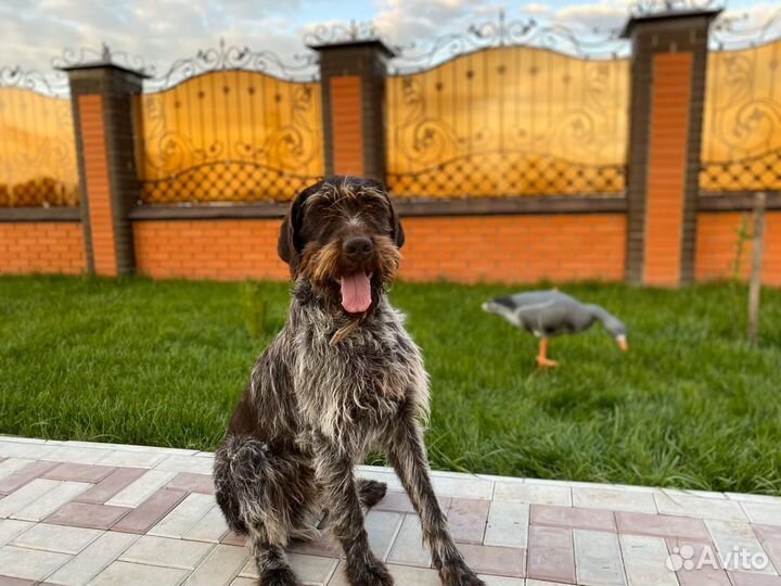 Дратхаар вязка