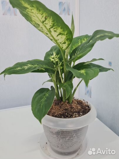 Диффенбахия