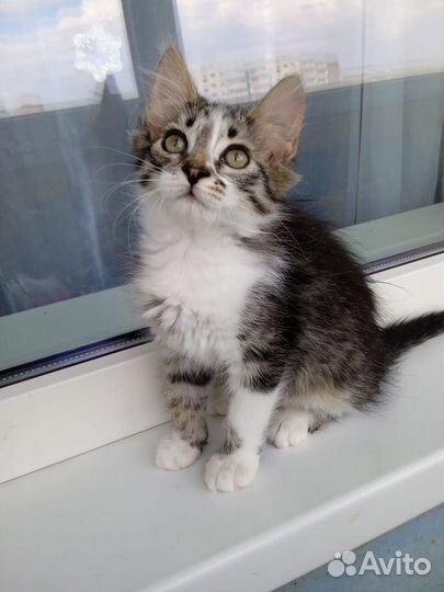 Кошечки в добрые руки