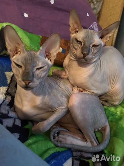 Котята сфинкса