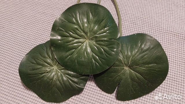 Кувшинки водяные Лилия плавучая Икея