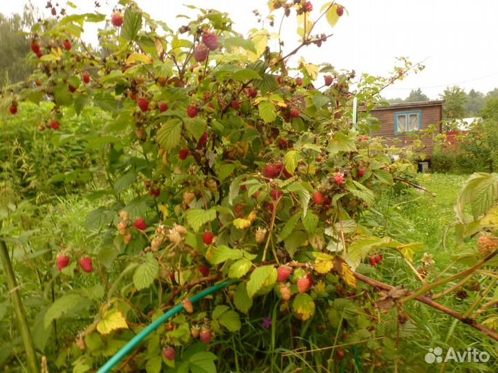 Продаются Саженцы Малины