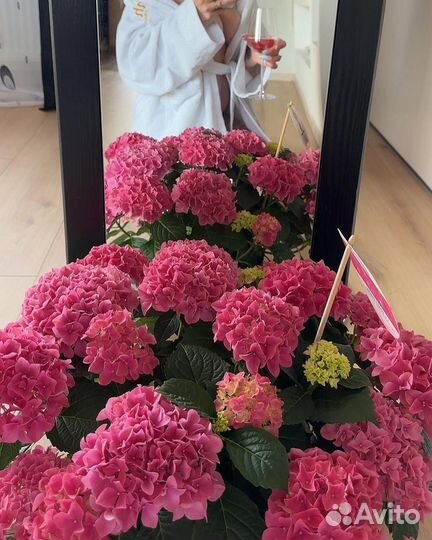 Гортензия/ букет из гортензии