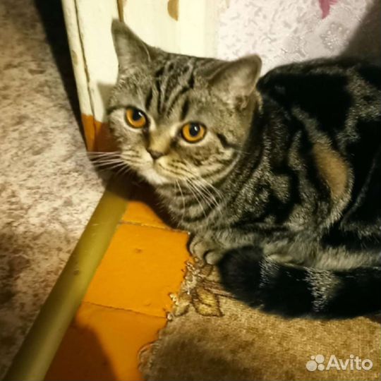 Шотландская