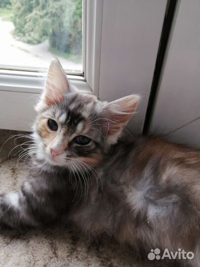 Бусинка ищет дом