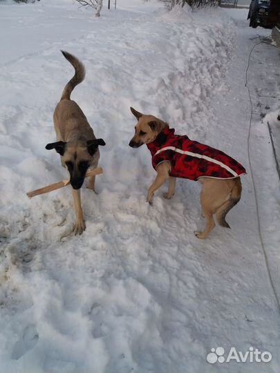 Утепленная курточка-жилетка для собаки