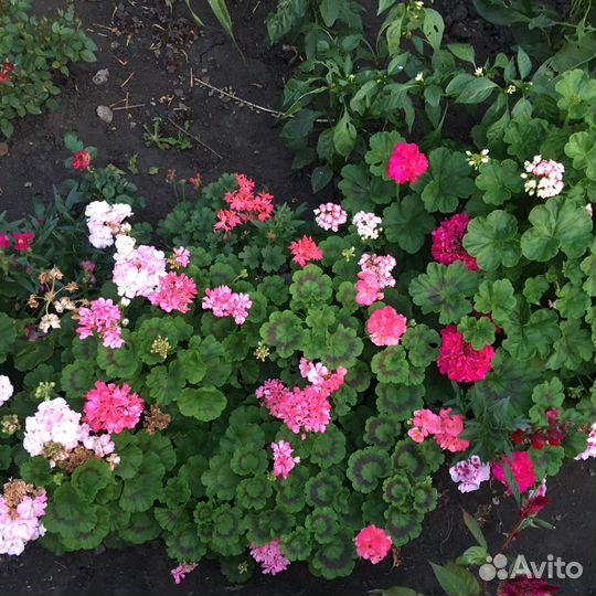 Пеларгония