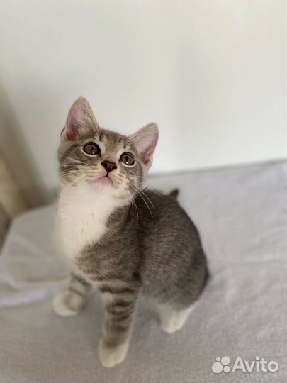 Котята малыши ищут дом