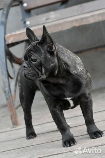 Французский бульдог