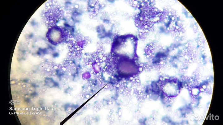 Вызов ветеринарного специалиста