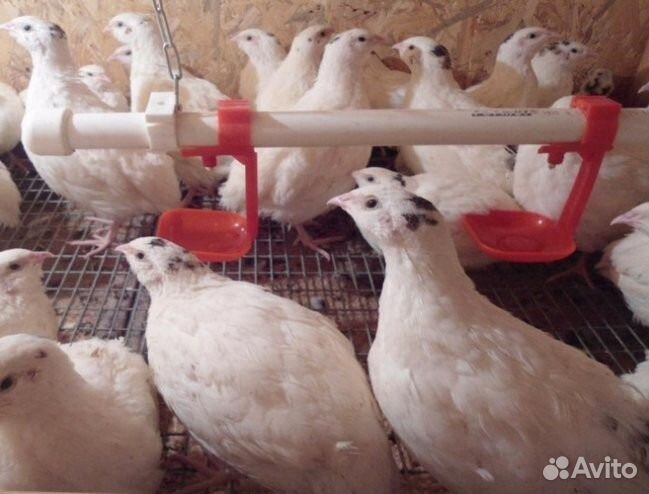 Перепела, любой возраст