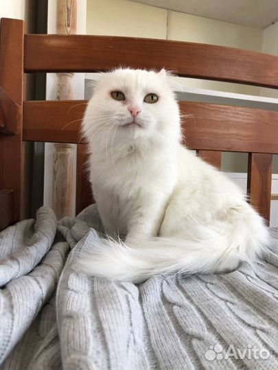 Кошка в хорошие руки