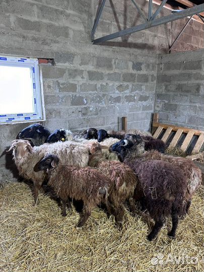 Продажа баранов на мясо живым весом