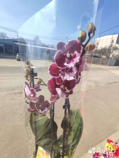 Фаленопсис