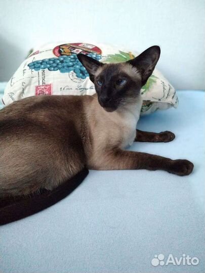 Передержка домашних животных, дрессировка