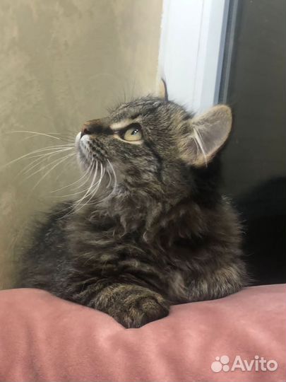 Котенок красавчик