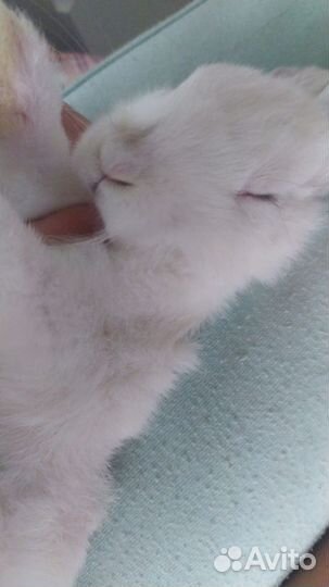 Декоративные кролик