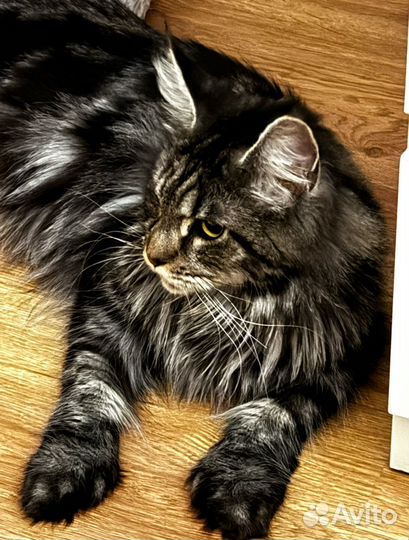 Мейн Кун на вязку (девочка)