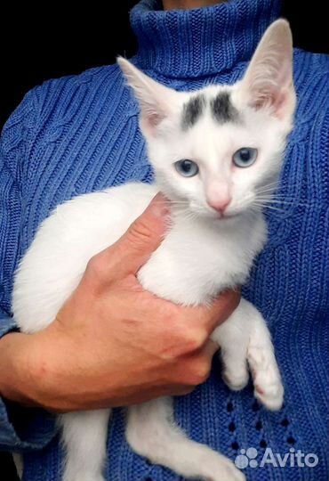 Котята ищут дом