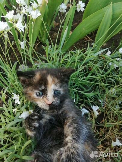 Котята девочки