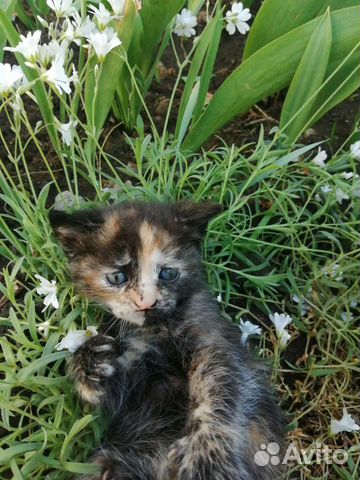Котята девочки