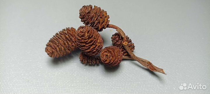 Шишки ольхи