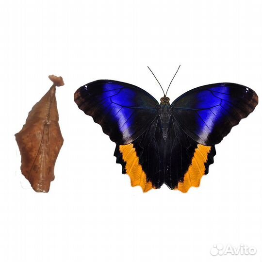 Куколки бабочек